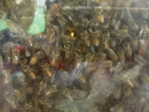 Pszczoły w przedszkolu